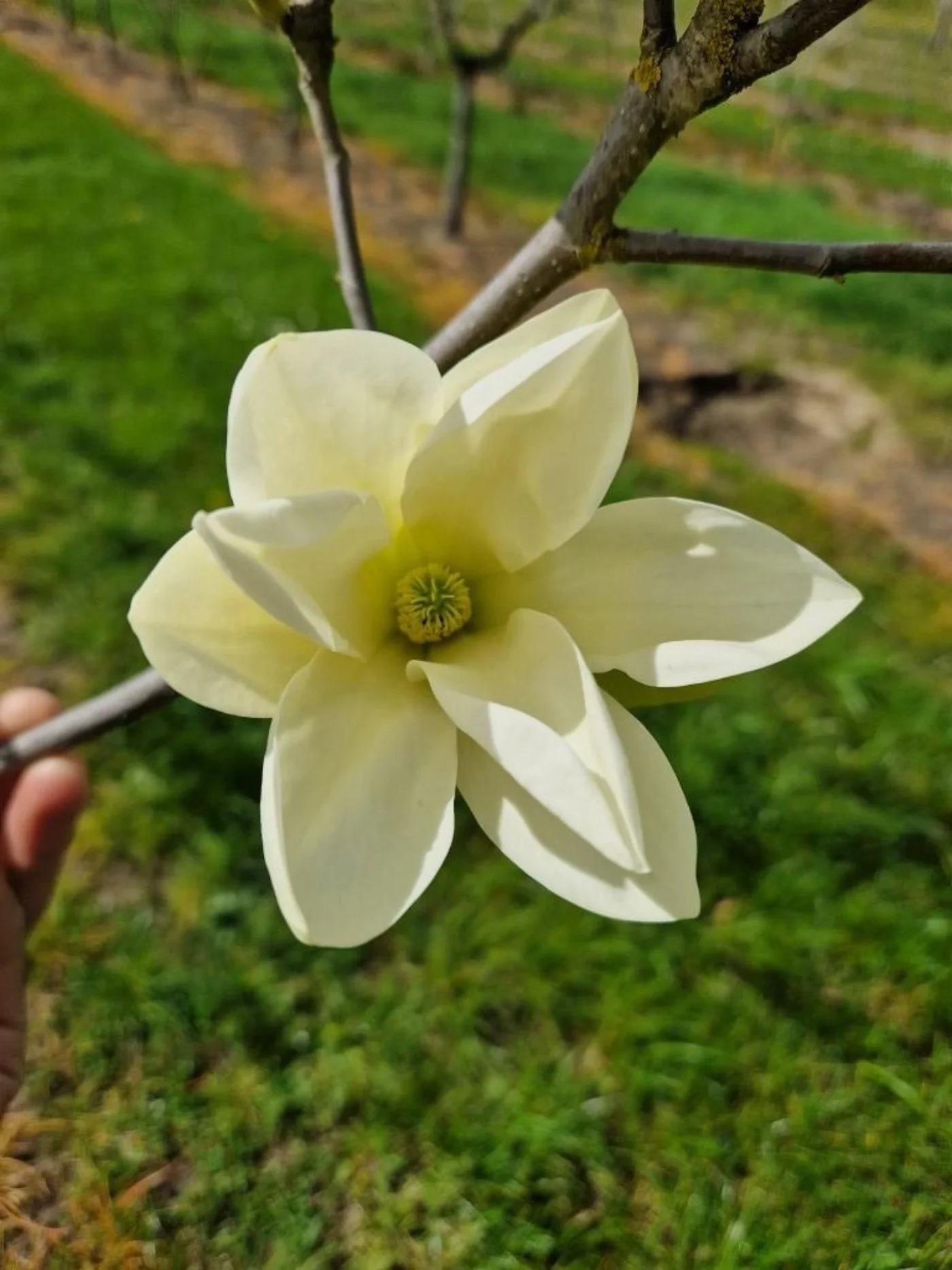 Magnolia dentata yellow river Meerstammige Bomen Boomkwekerij Joos Waregem 3