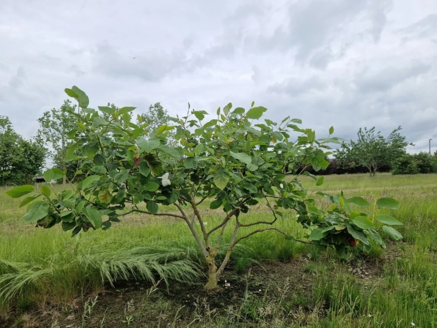 Magnolia sieboldii Meerstammige Bomen Boomkwekerij Joos Waregem 1