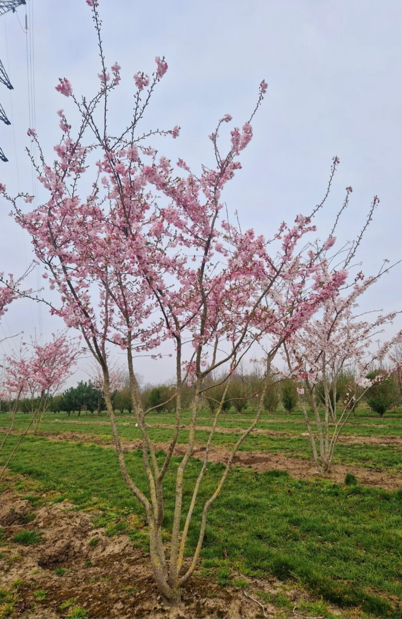 Prunus subhirtella autumnalis rosea Meerstammige Bomen Boomkwekerij Joos Waregem 1