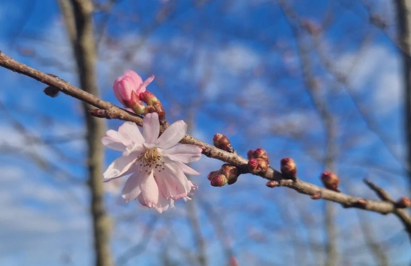 Prunus subhirtella autumnalis rosea Meerstammige Bomen Boomkwekerij Joos Waregem 2