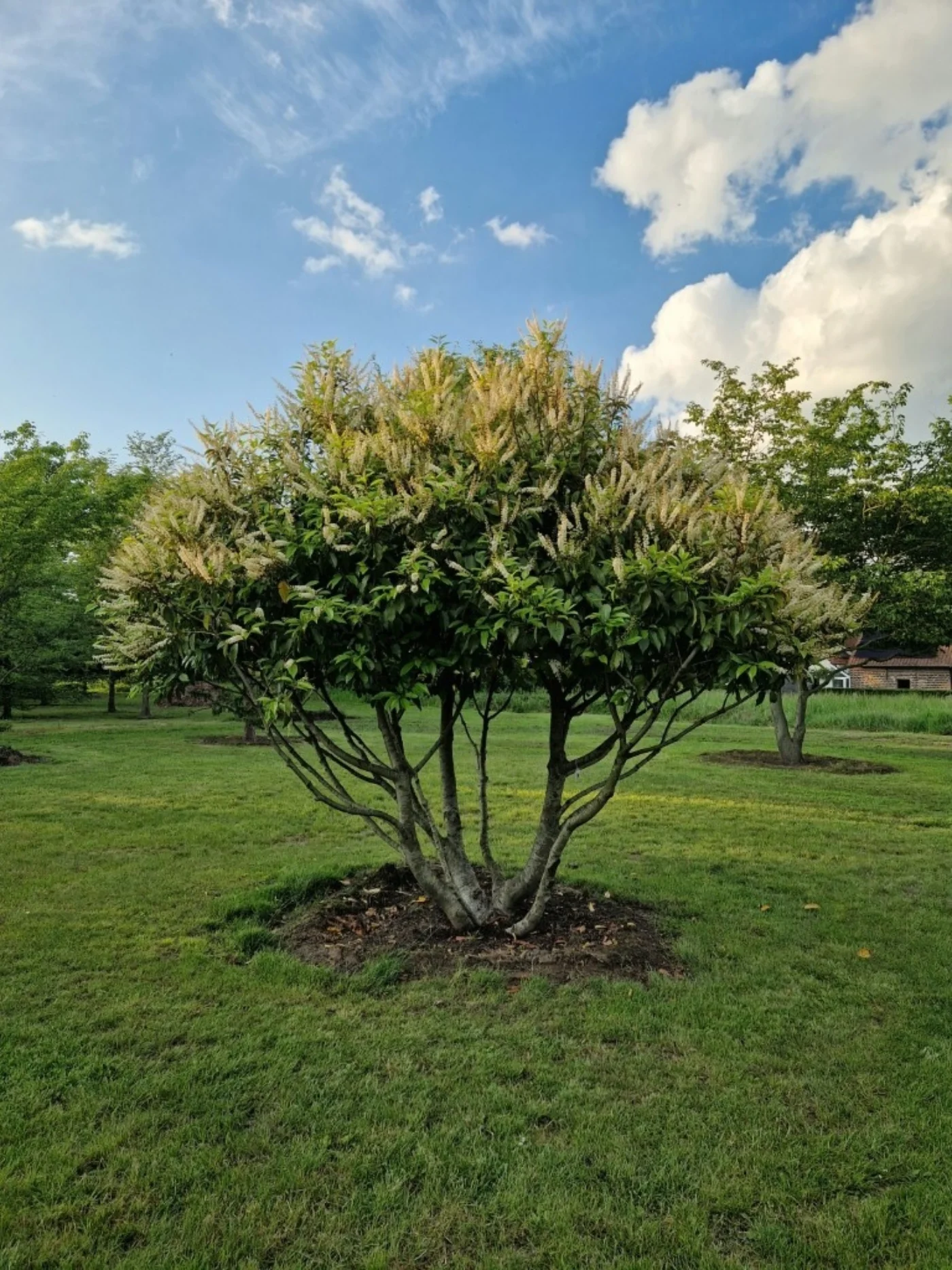 Prunus lusitanica Meerstammige Bomen Boomkwekerij Joos Waregem 1