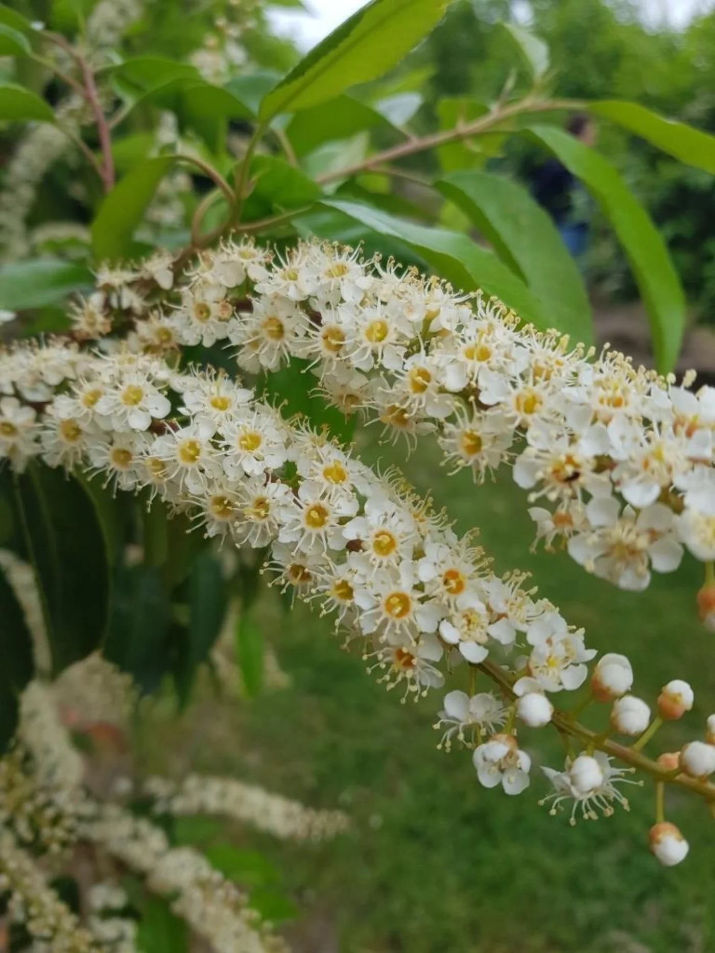 Prunus lusitanica Meerstammige Bomen Boomkwekerij Joos Waregem 2