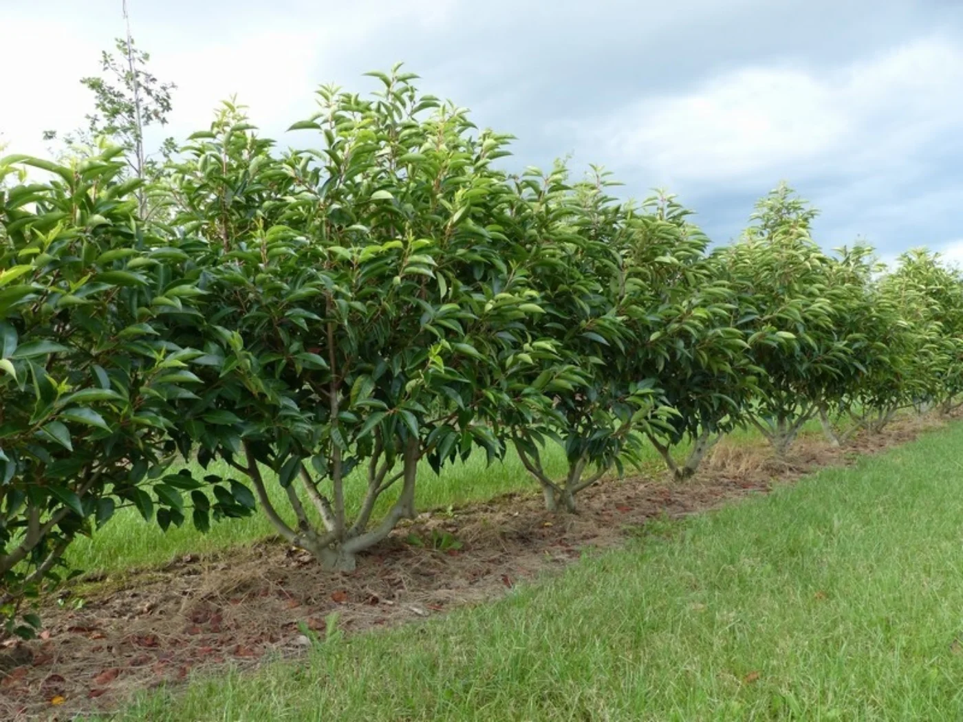 Prunus lusitanica Meerstammige Bomen Boomkwekerij Joos Waregem 3