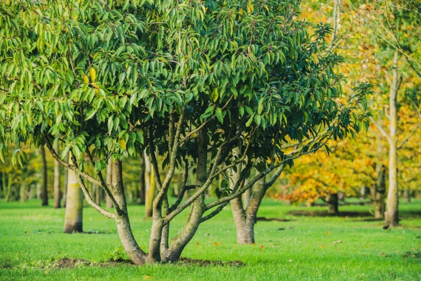 Prunus lusitanica Meerstammige Bomen Boomkwekerij Joos Waregem 4