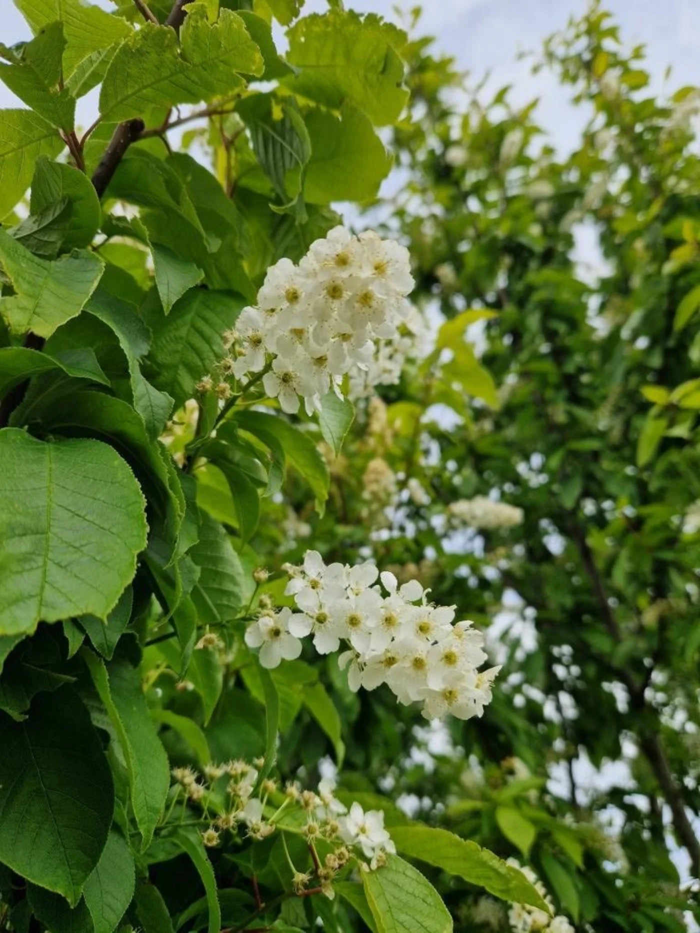 Prunus padus Meerstammige Bomen Boomkwekerij Joos Waregem 1