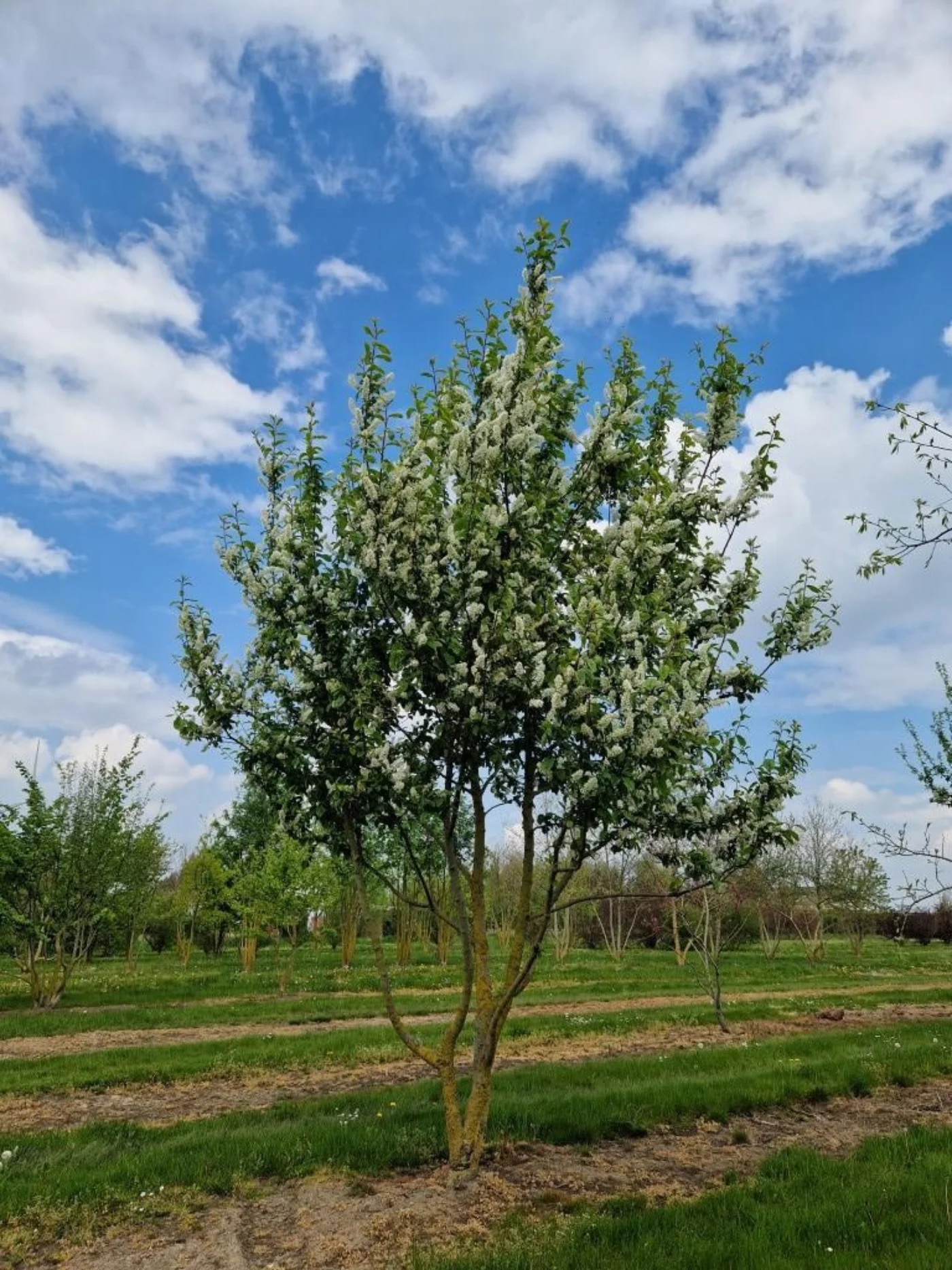 Prunus padus Meerstammige Bomen Boomkwekerij Joos Waregem 2