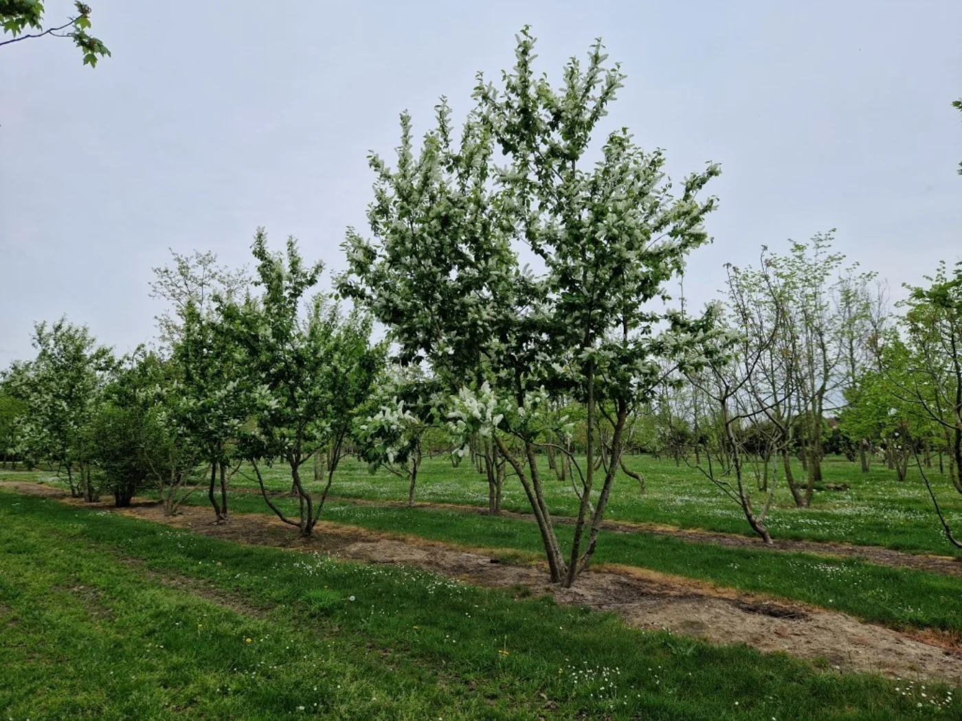 Prunus padus Meerstammige Bomen Boomkwekerij Joos Waregem 3