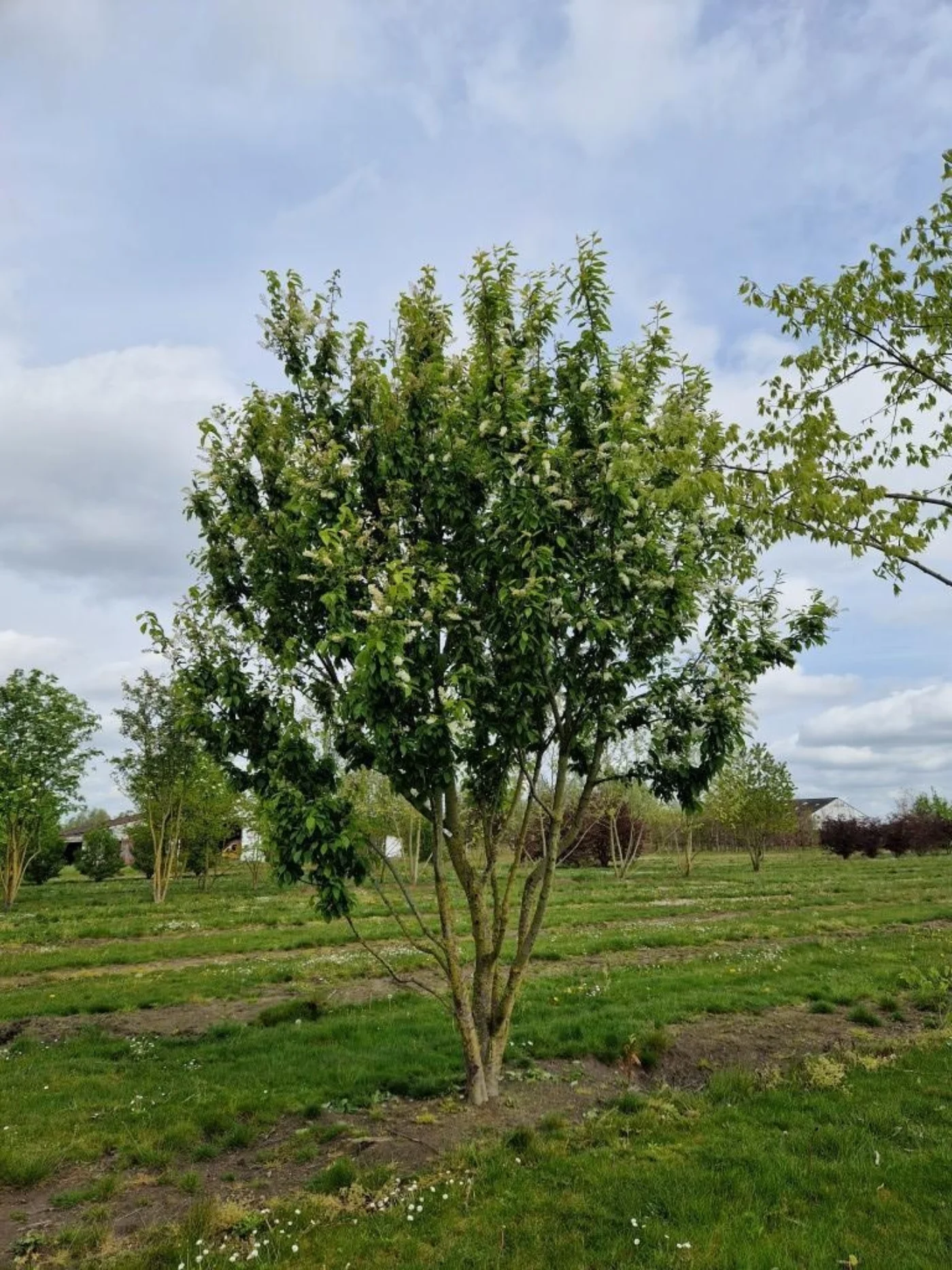 Prunus padus Meerstammige Bomen Boomkwekerij Joos Waregem 4