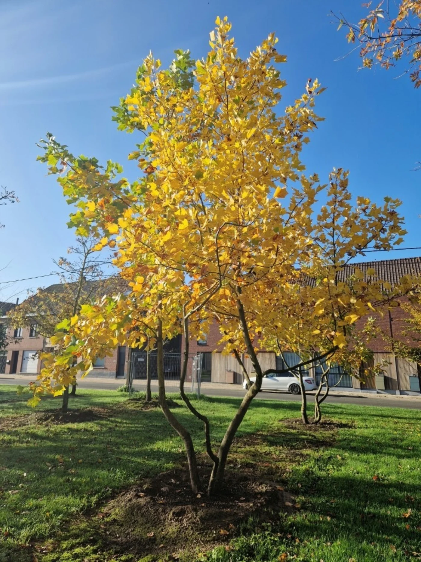 Liriodendron tulipifera Meerstammige Bomen Boomkwekerij Joos Waregem 1