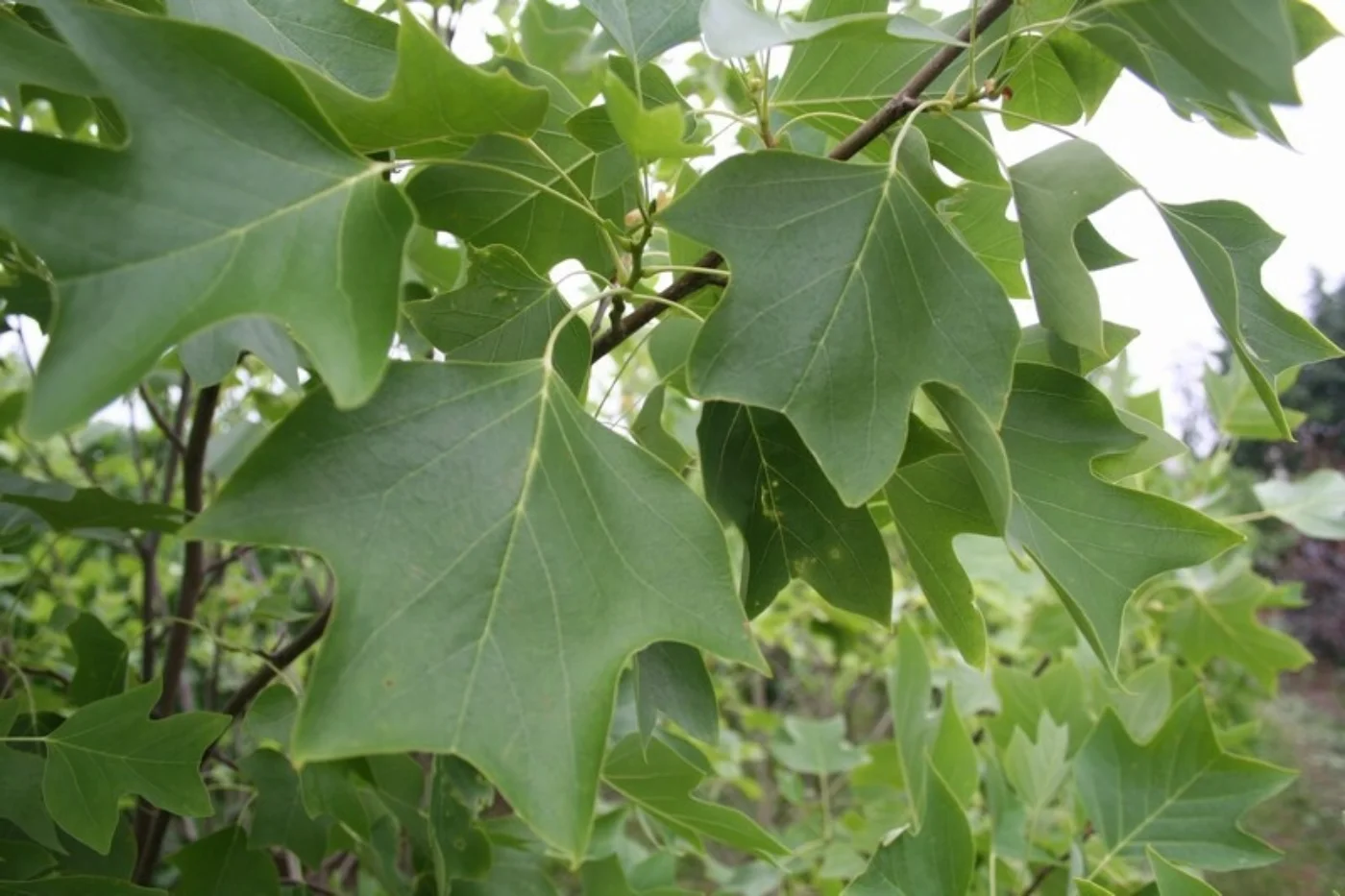 Liriodendron tulipifera Meerstammige Bomen Boomkwekerij Joos Waregem 2