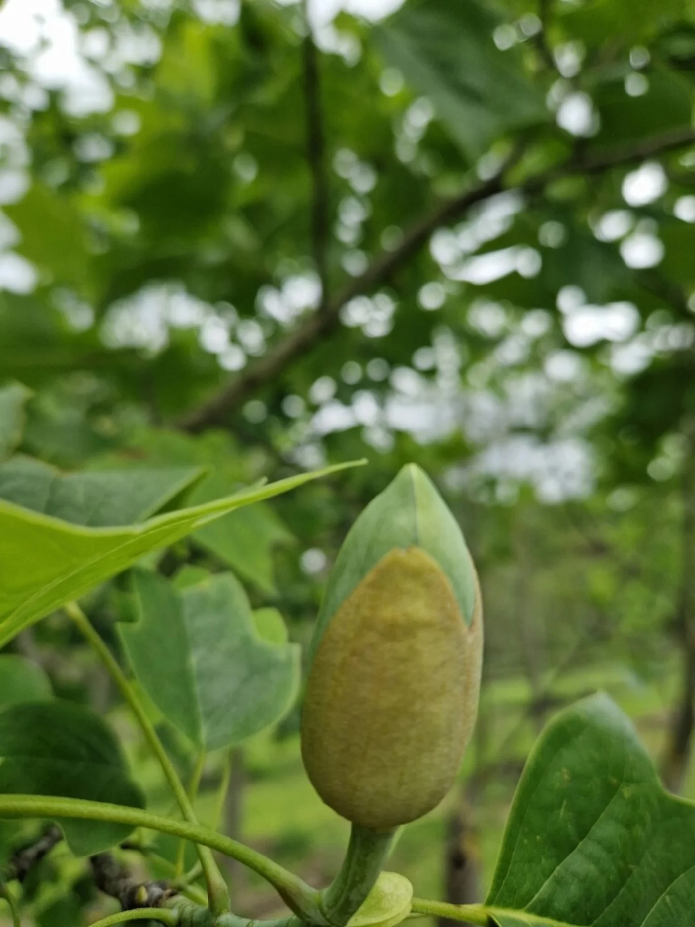 Liriodendron tulipifera Meerstammige Bomen Boomkwekerij Joos Waregem 3