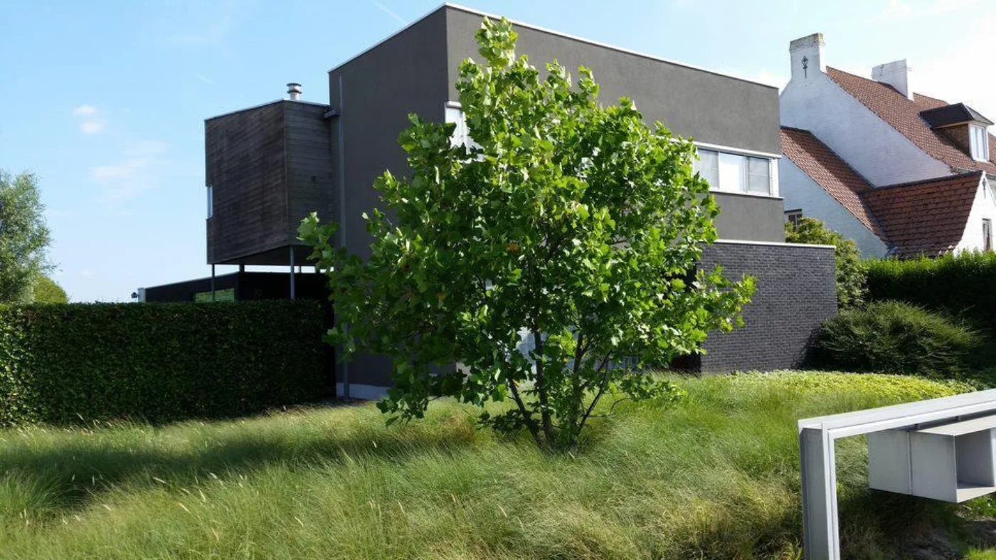 Liriodendron tulipifera Meerstammige Bomen Boomkwekerij Joos Waregem 4