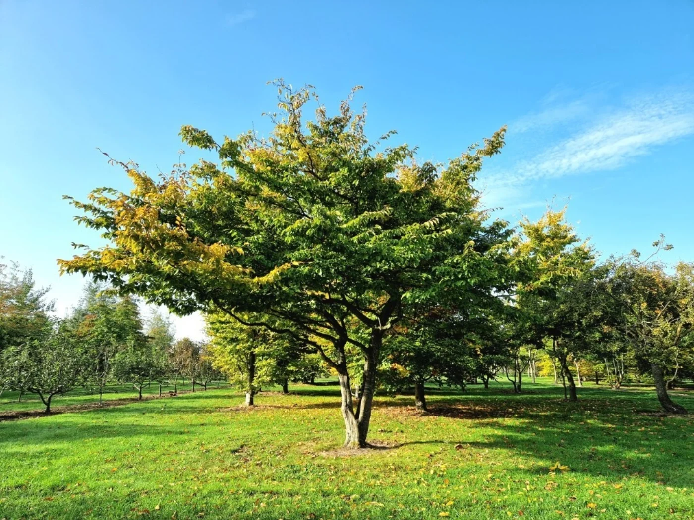 Carpinus betulus Meerstammige Bomen Boomkwekerij Joos Waregem 1