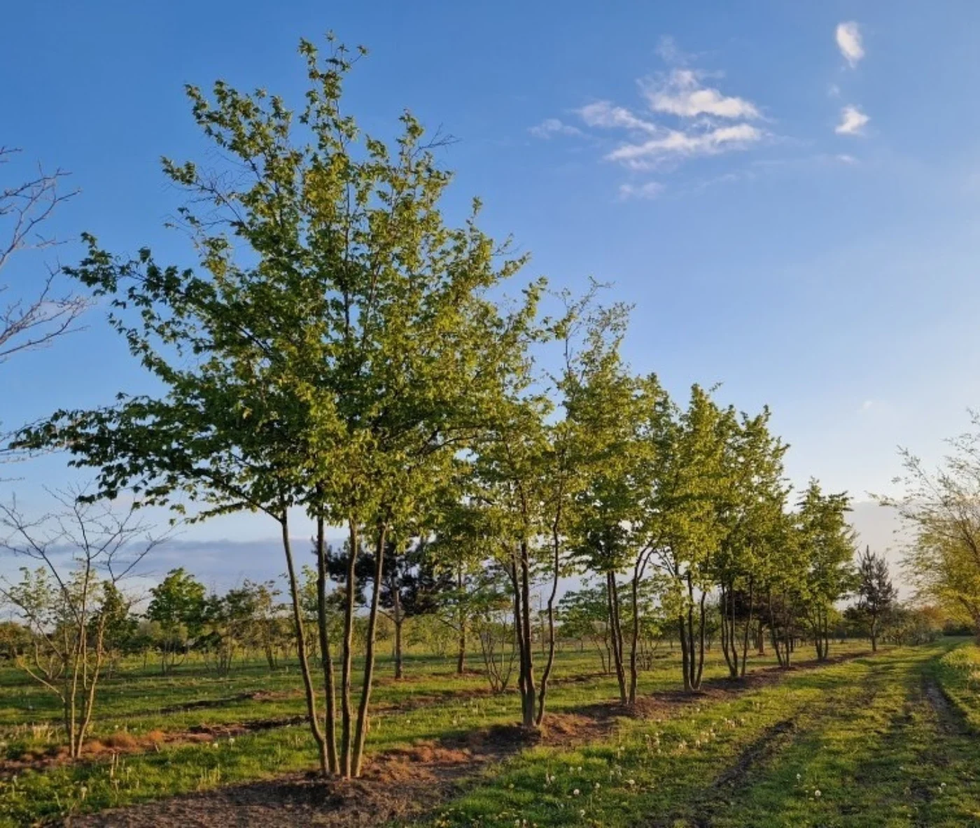 Carpinus betulus Meerstammige Bomen Boomkwekerij Joos Waregem 2