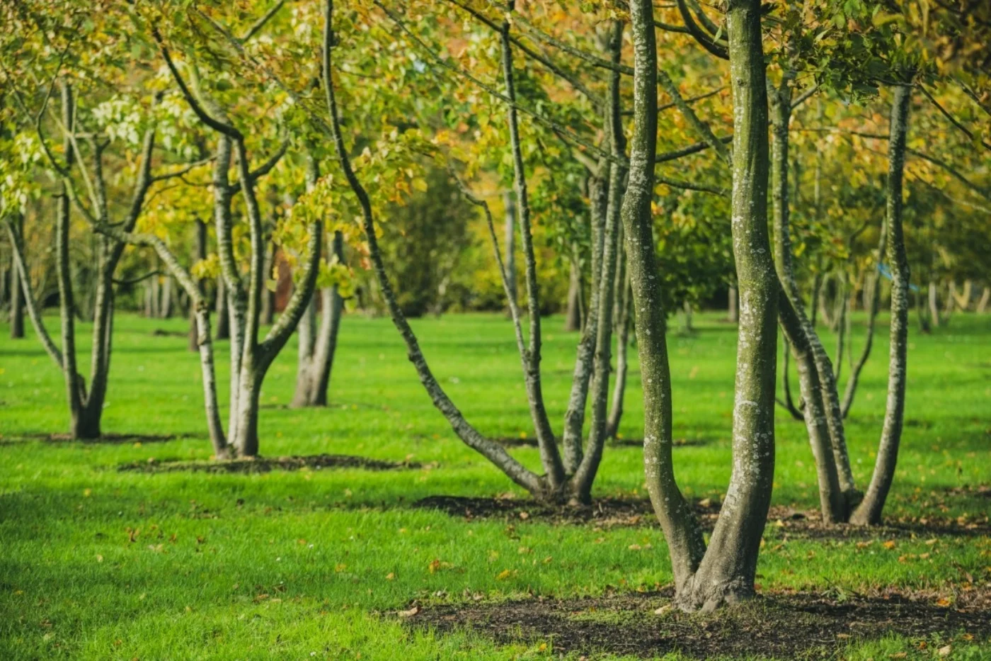 Carpinus betulus Meerstammige Bomen Boomkwekerij Joos Waregem 4