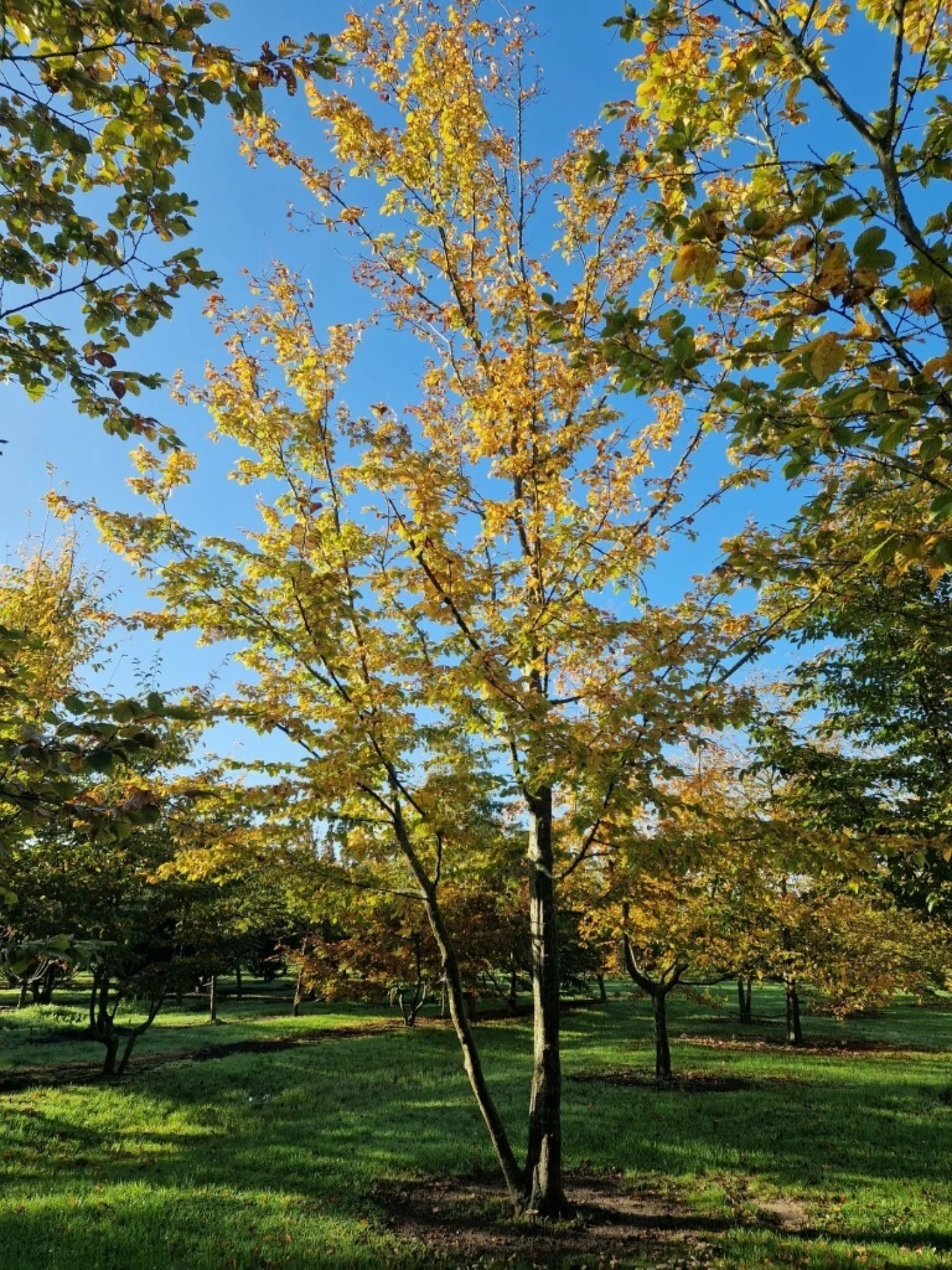 Carpinus betulus Meerstammige Bomen Boomkwekerij Joos Waregem 5