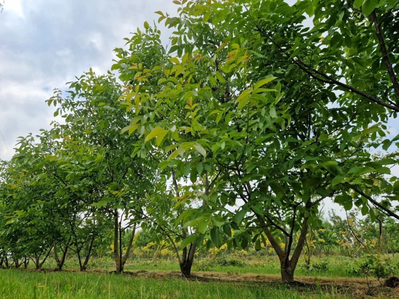 Juglans regia Meerstammige Bomen Boomkwekerij Joos Waregem 2