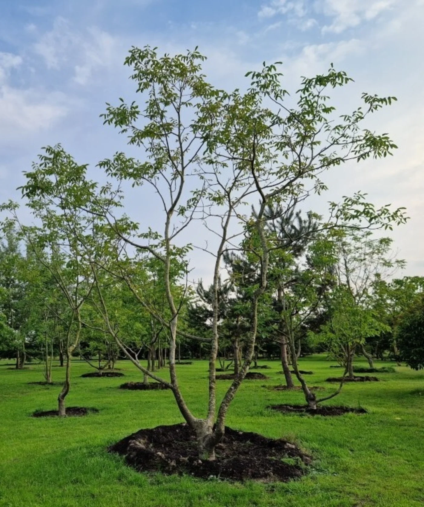 Juglans regia Meerstammige Bomen Boomkwekerij Joos Waregem 3