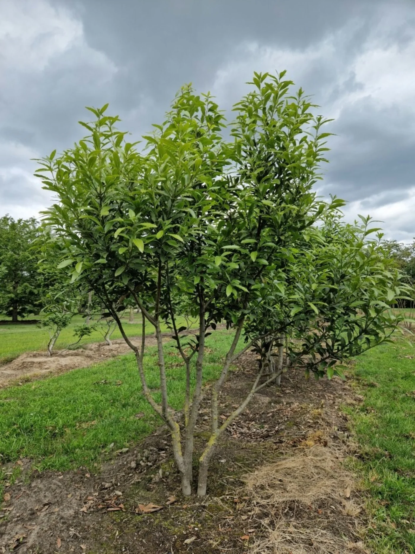 Laurus nobilis Meerstammige Bomen Boomkwekerij Joos Waregem 1