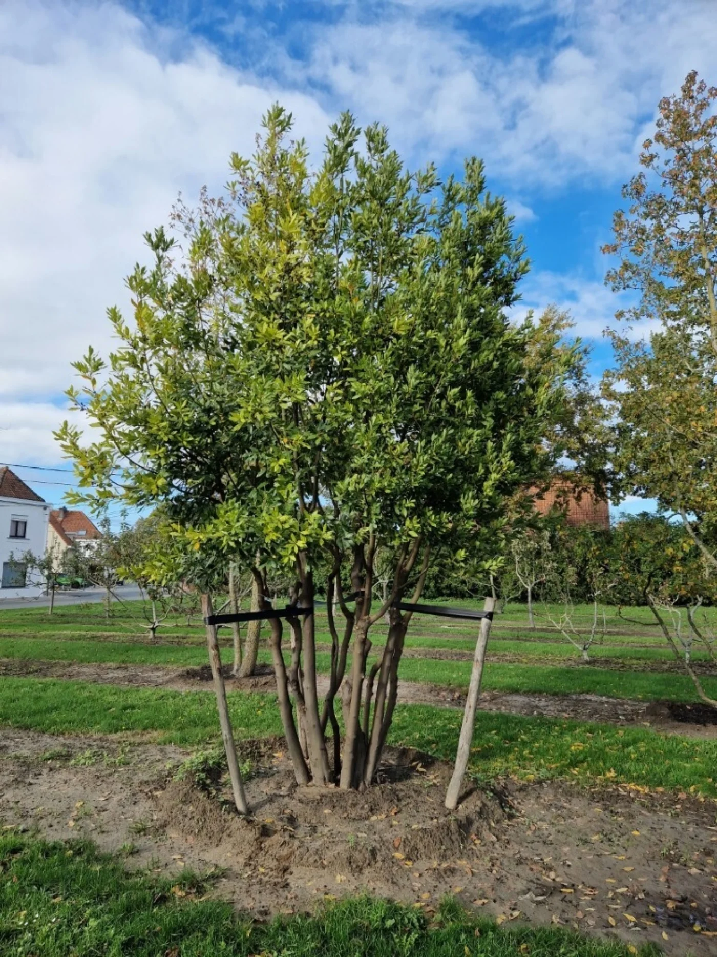 Laurus nobilis Meerstammige Bomen Boomkwekerij Joos Waregem 2