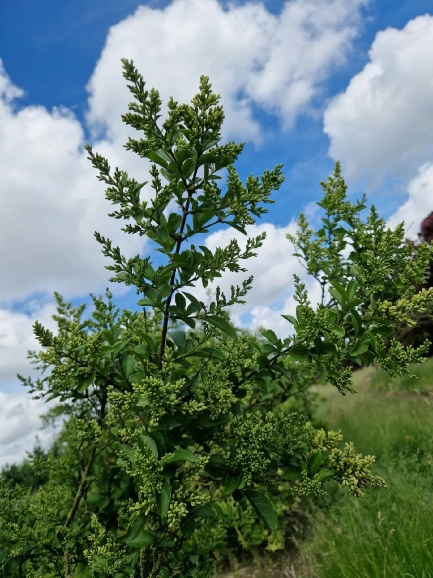 Ligustrum ovalifolium Meerstammige Bomen Boomkwekerij Joos Waregem 1