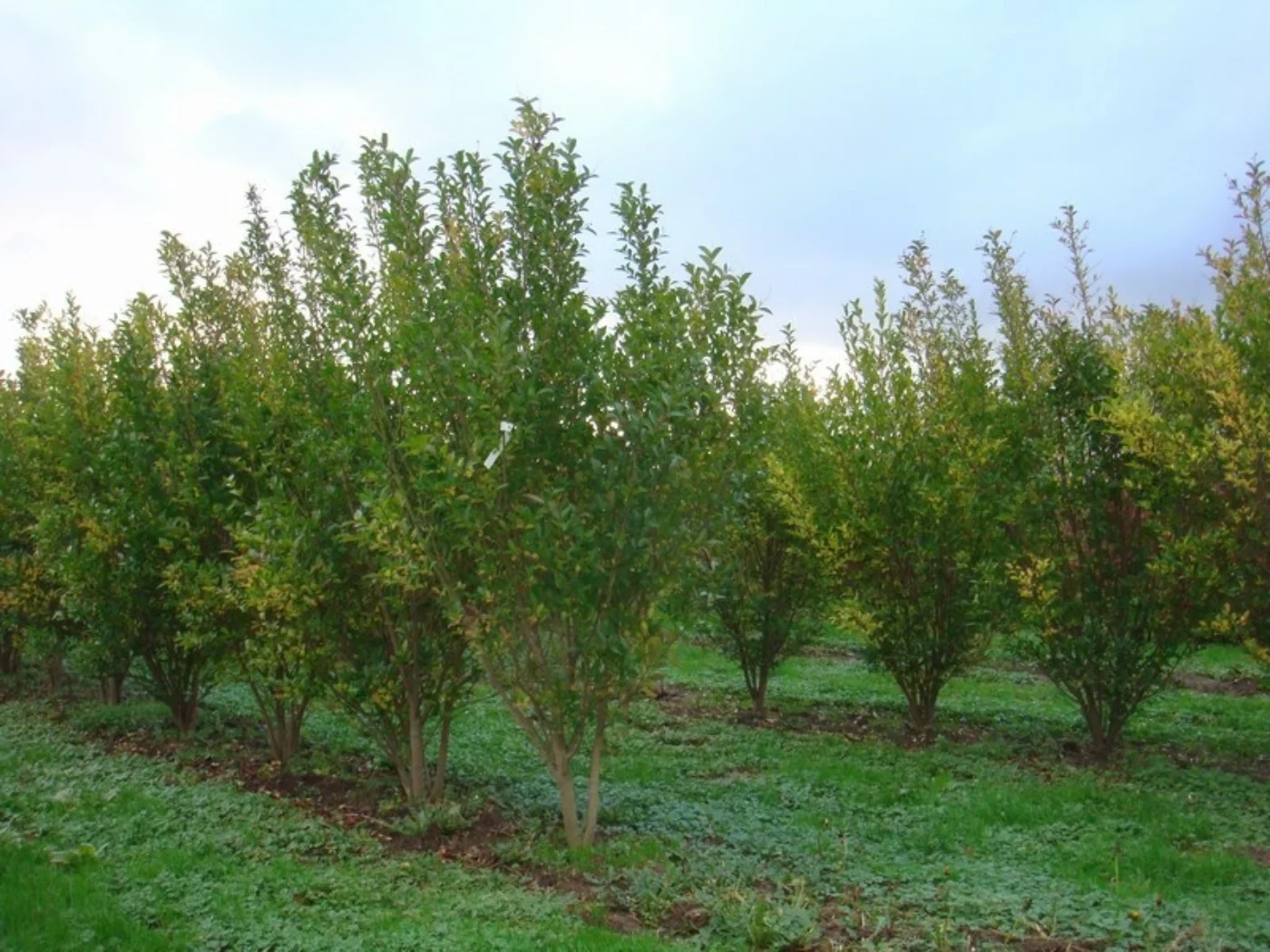 Ligustrum ovalifolium Meerstammige Bomen Boomkwekerij Joos Waregem 2
