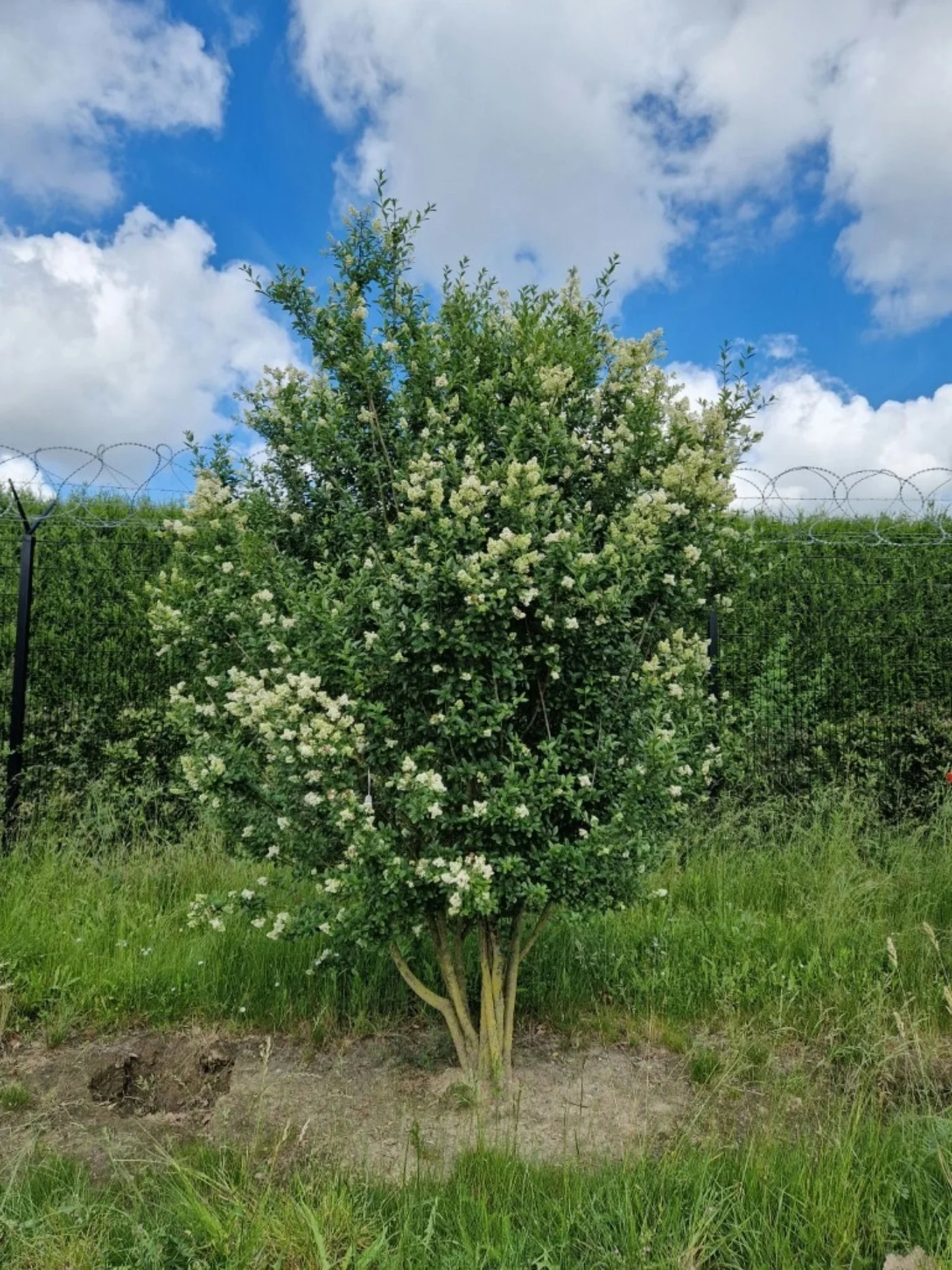 Ligustrum vulgare Meerstammige Bomen Boomkwekerij Joos Waregem 1