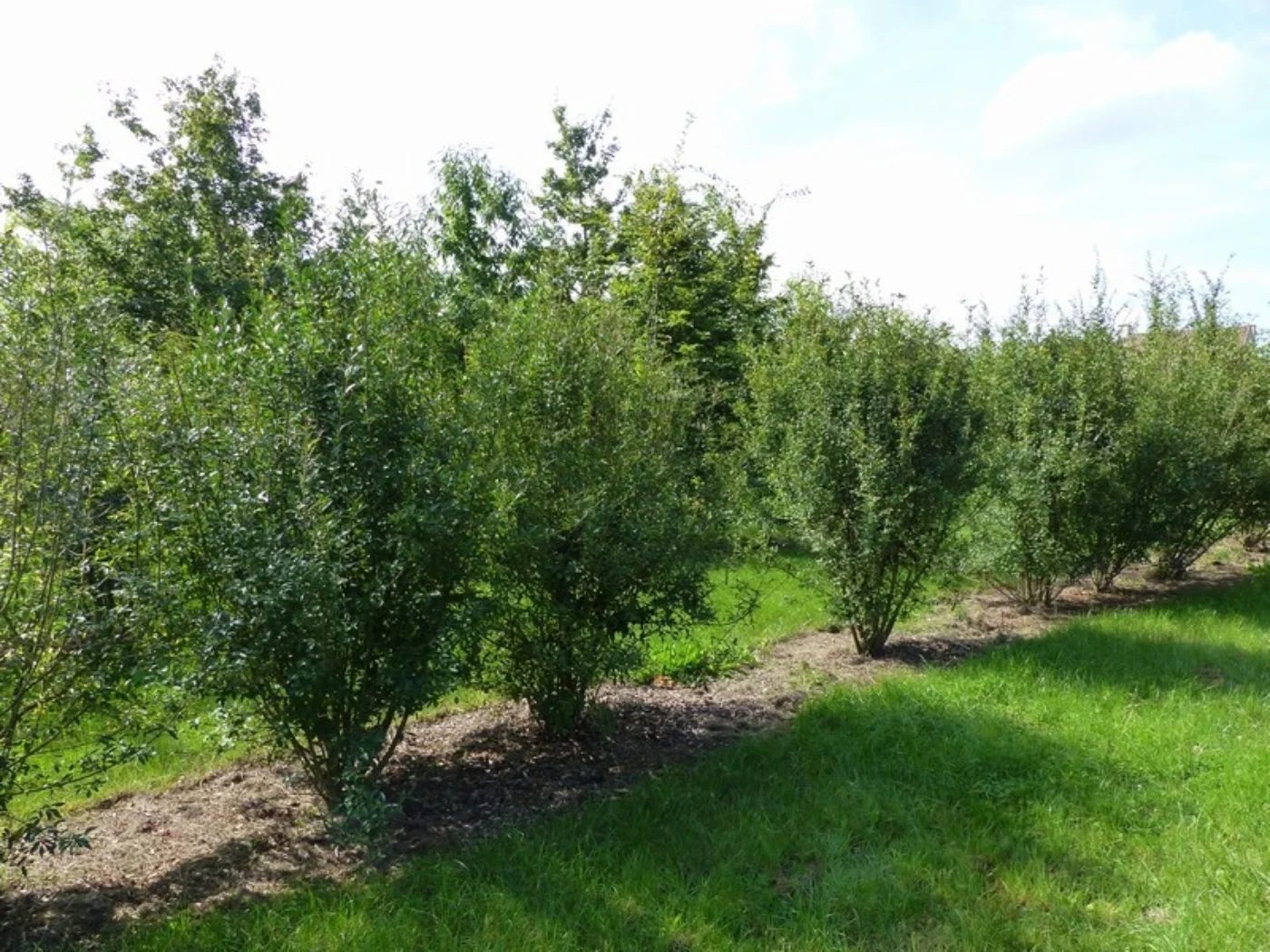 Ligustrum vulgare Meerstammige Bomen Boomkwekerij Joos Waregem 2