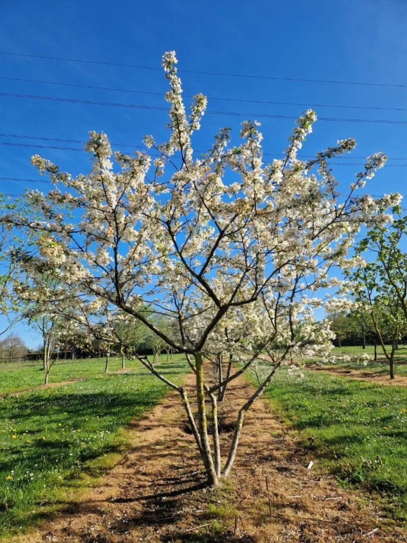 Malus evereste Meerstammige Bomen Boomkwekerij Joos Waregem 1