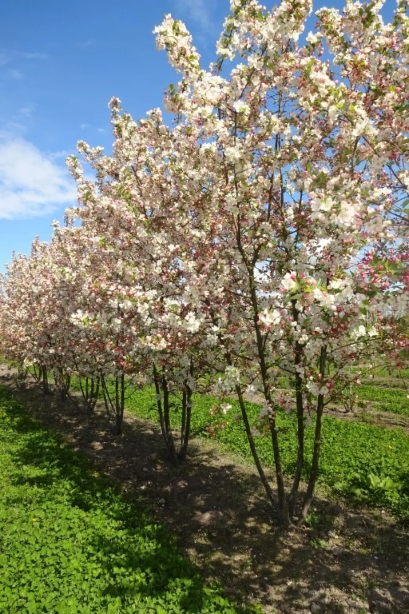 Malus evereste Meerstammige Bomen Boomkwekerij Joos Waregem 2