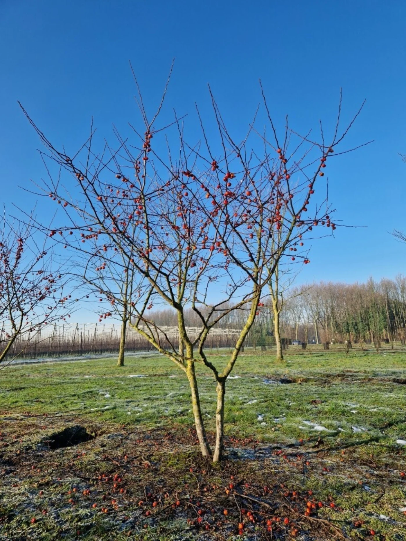 Malus evereste Meerstammige Bomen Boomkwekerij Joos Waregem 3