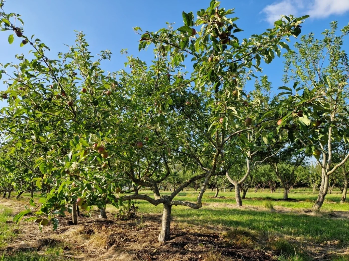 Malus domestica Meerstammige Bomen Boomkwekerij Joos Waregem 1