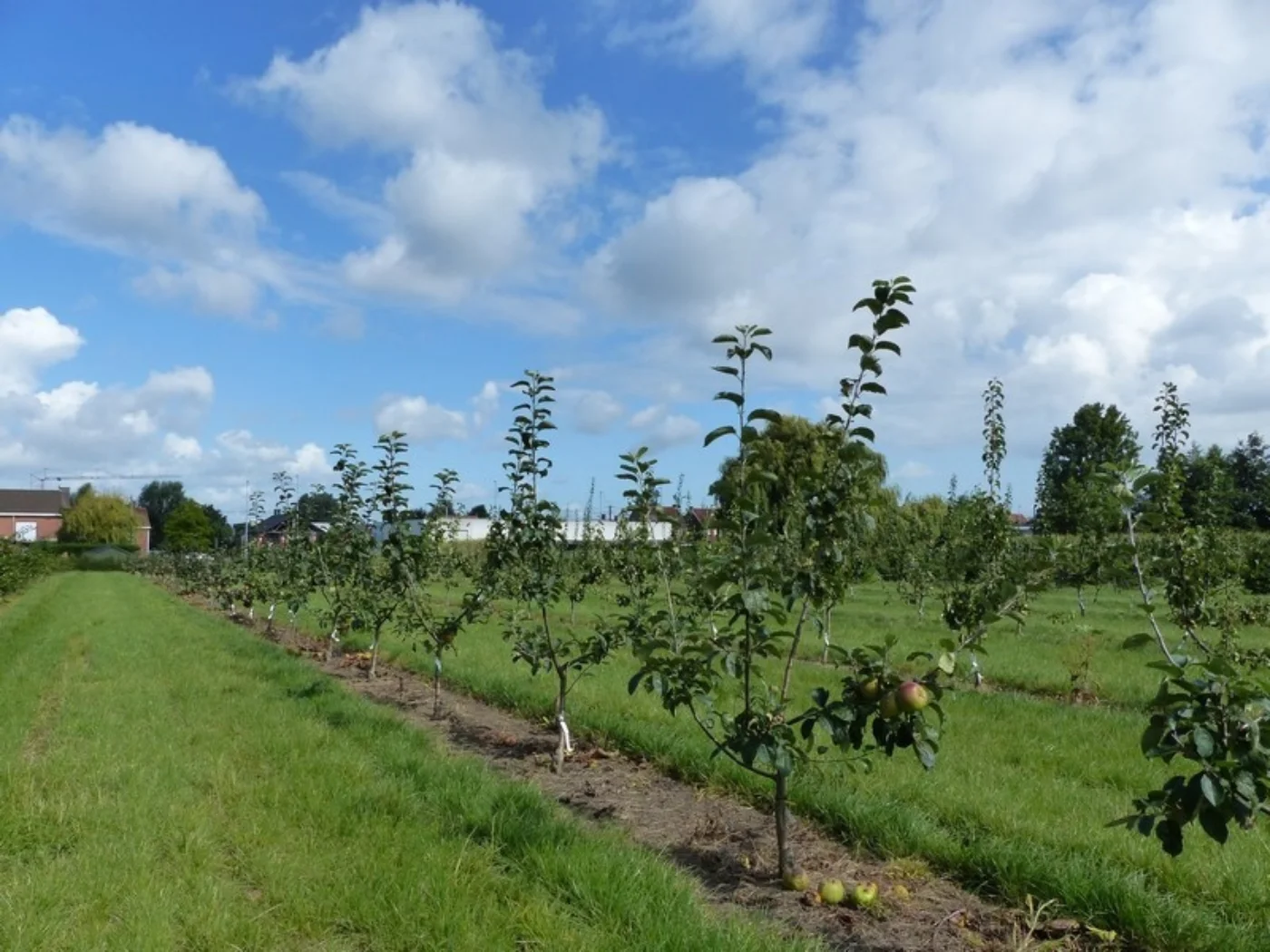 Malus domestica Meerstammige Bomen Boomkwekerij Joos Waregem 4