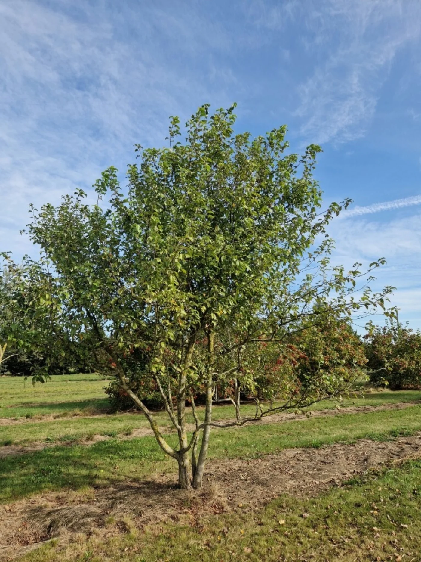 Malus sylvestris Meerstammige Bomen Boomkwekerij Joos Waregem 1