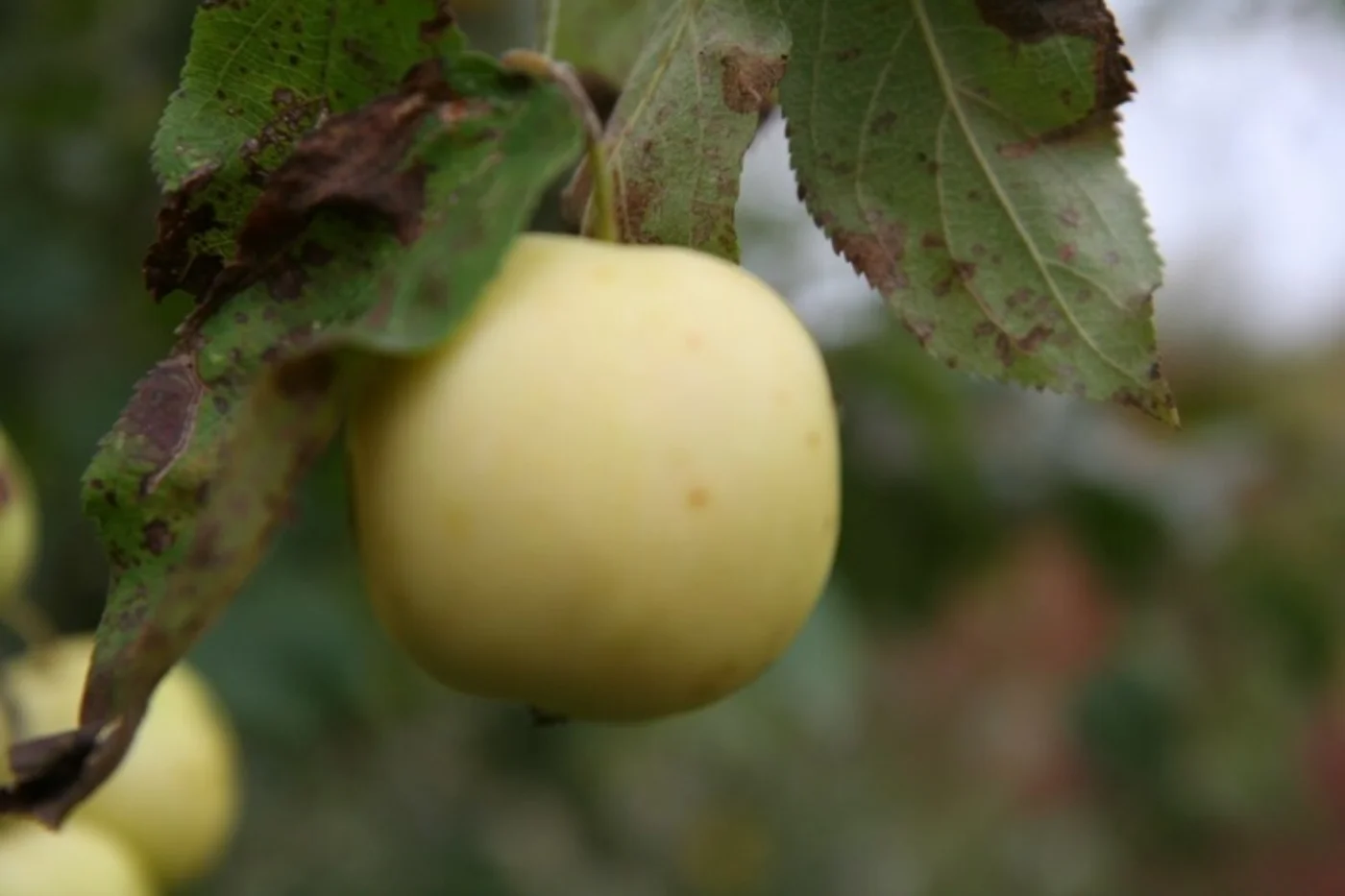 Malus sylvestris Meerstammige Bomen Boomkwekerij Joos Waregem 2