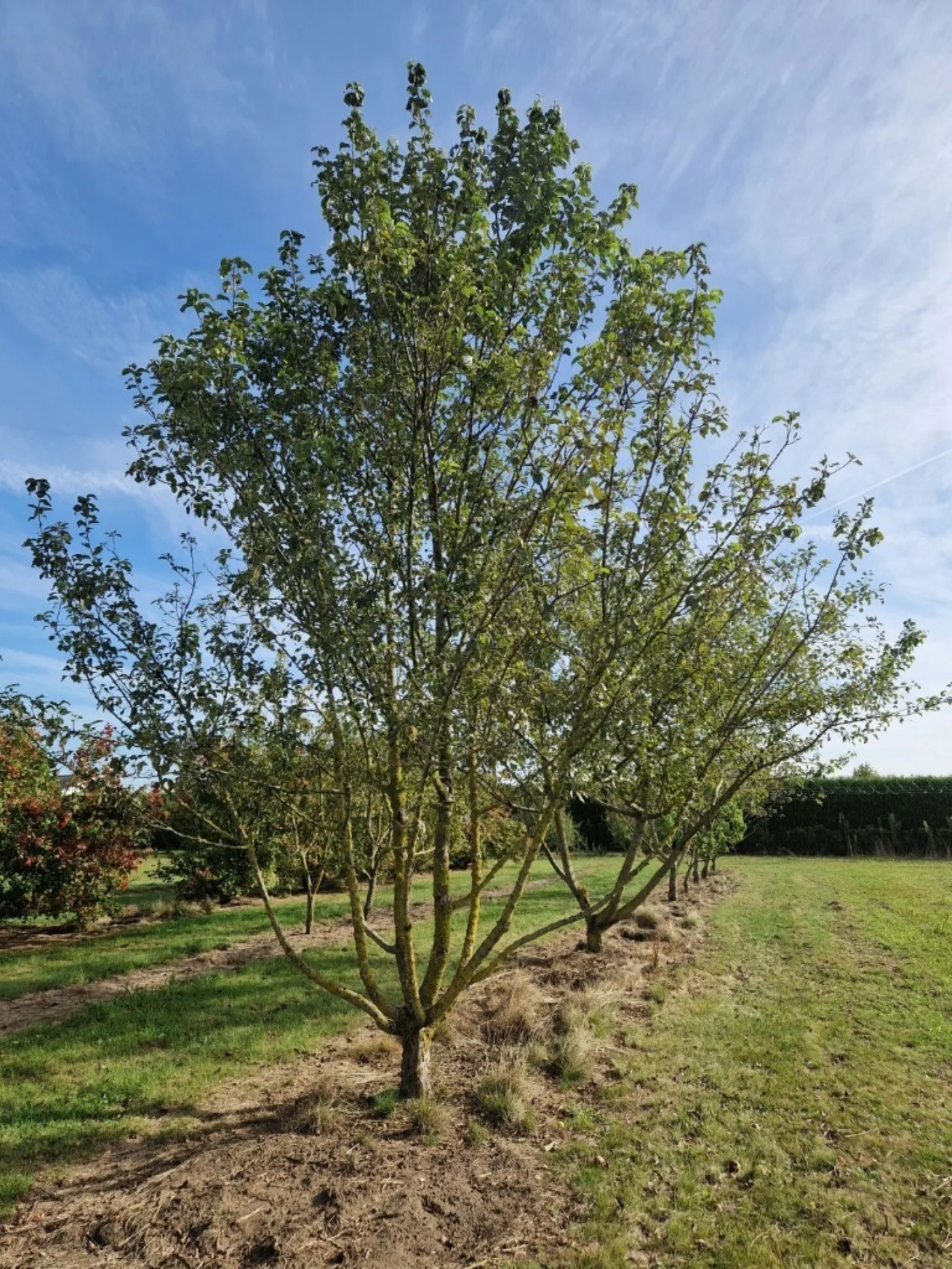 Malus sylvestris Meerstammige Bomen Boomkwekerij Joos Waregem 3