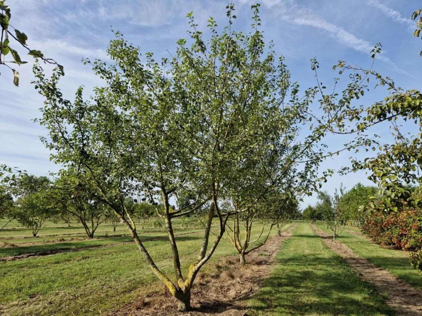 Malus sylvestris Meerstammige Bomen Boomkwekerij Joos Waregem 4