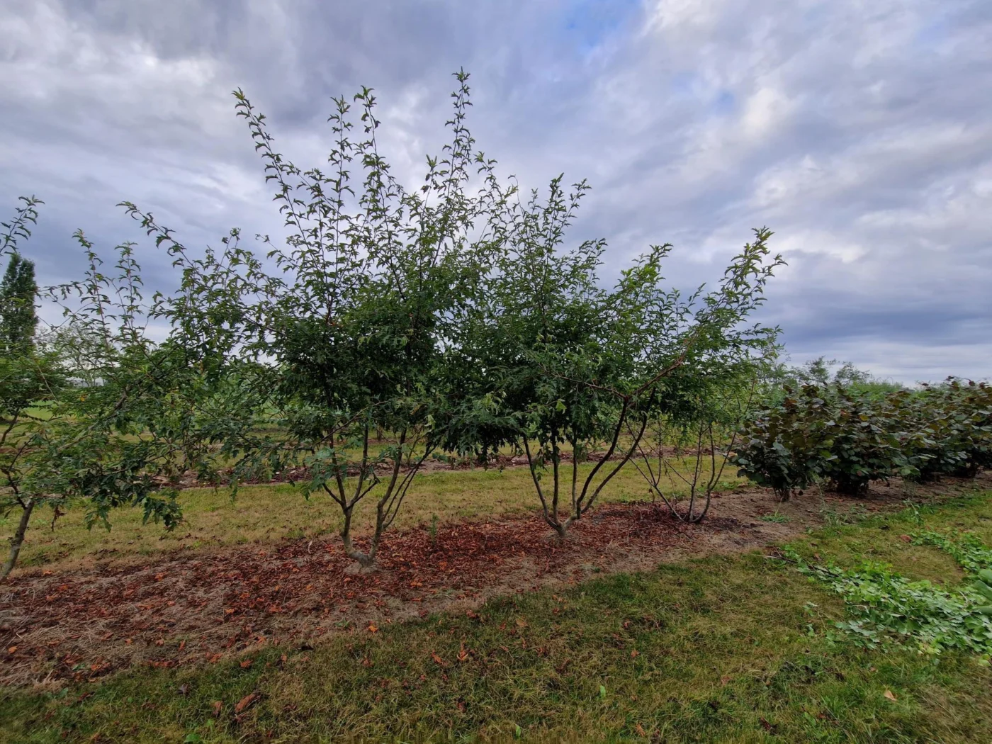 Malus toringo Brouwers beauty Meerstammige Bomen Boomkwekerij Joos Waregem 1