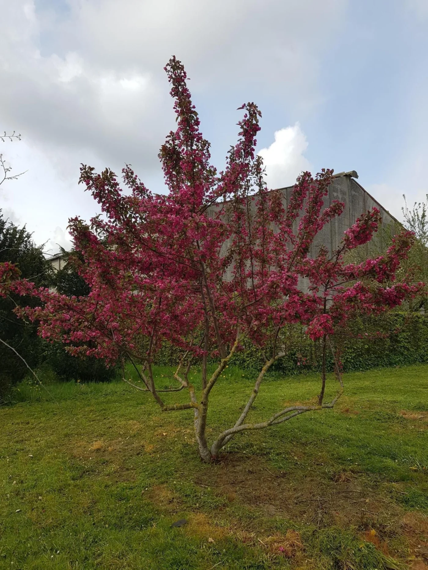 Malus toringo Scarlett Meerstammige Bomen Boomkwekerij Joos Waregem 1