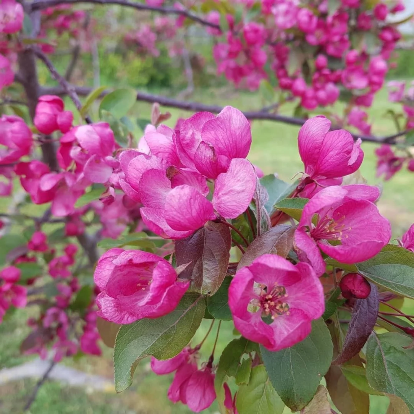 Malus toringo Scarlett Meerstammige Bomen Boomkwekerij Joos Waregem 2