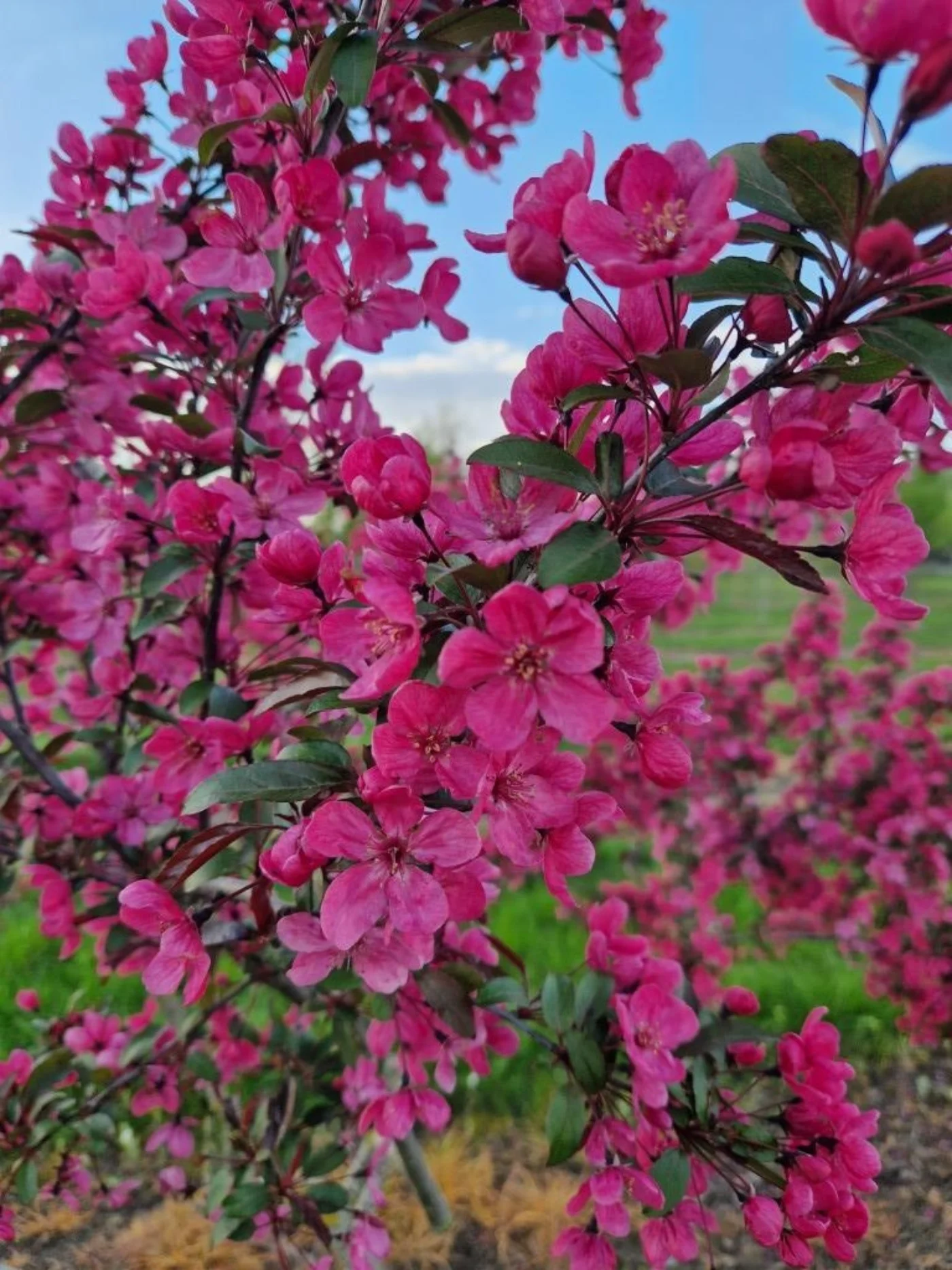 Malus toringo Scarlett Meerstammige Bomen Boomkwekerij Joos Waregem 3