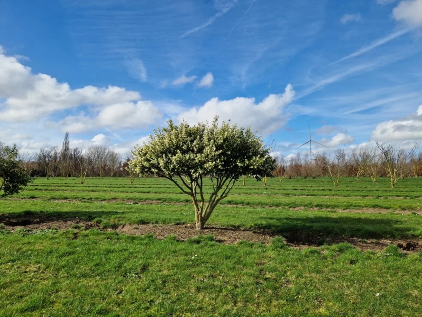 Osmanthus burkwoodii Meerstammige Bomen Boomkwekerij Joos Waregem 1