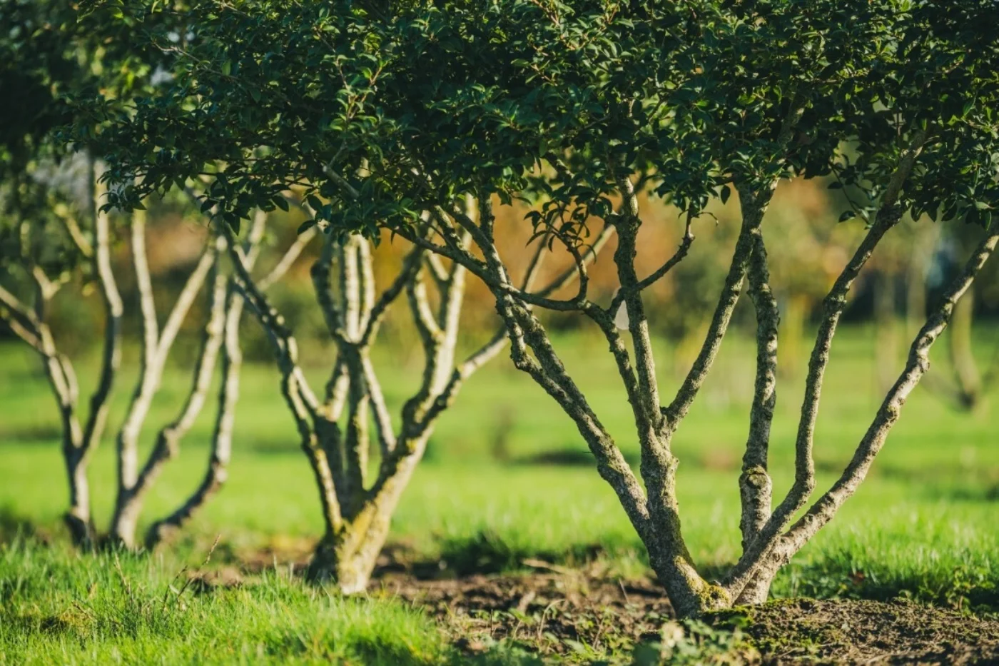 Osmanthus burkwoodii Meerstammige Bomen Boomkwekerij Joos Waregem 2
