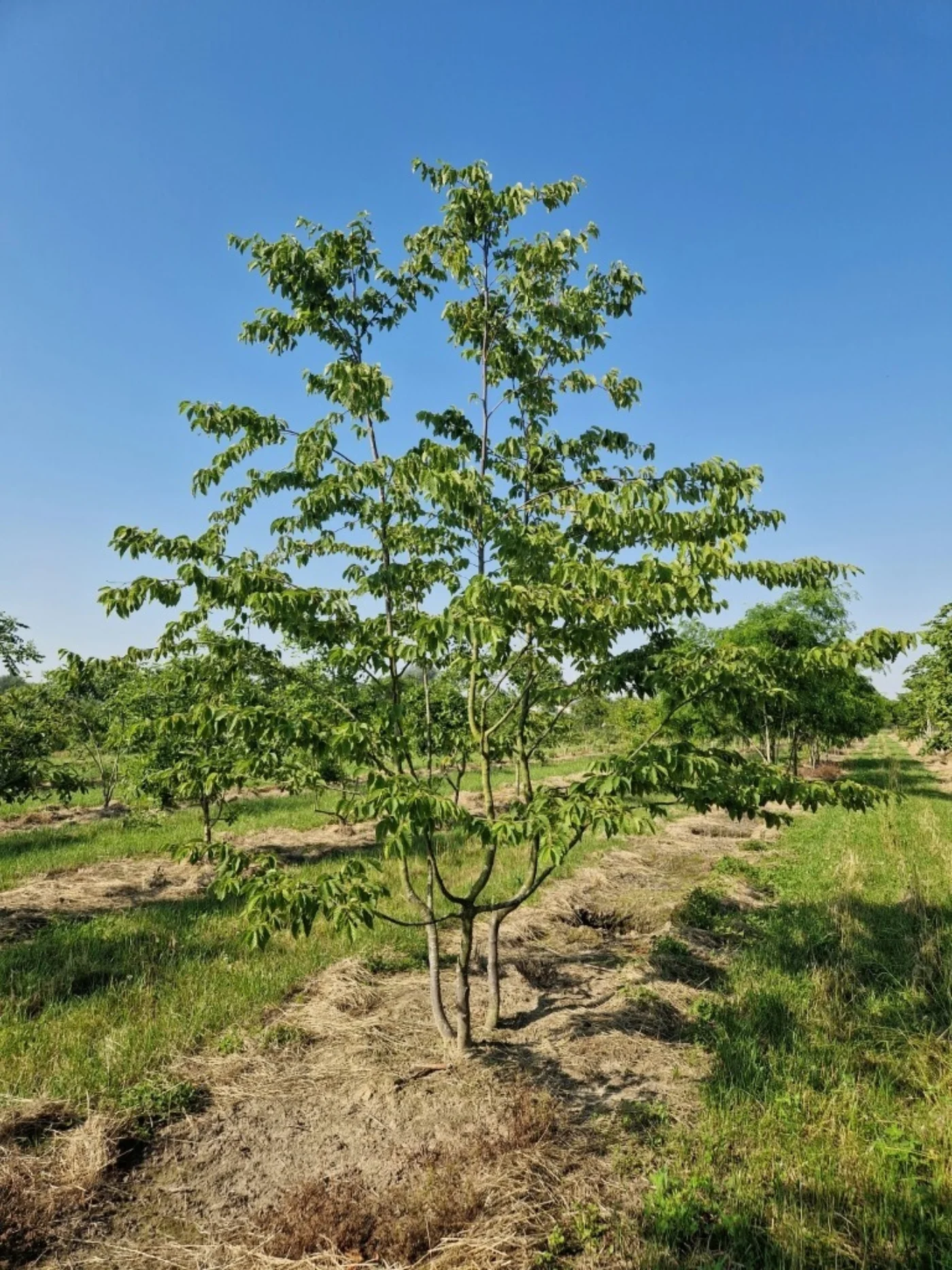 Ostrya carpinifolia Meerstammige Bomen Boomkwekerij Joos Waregem 1