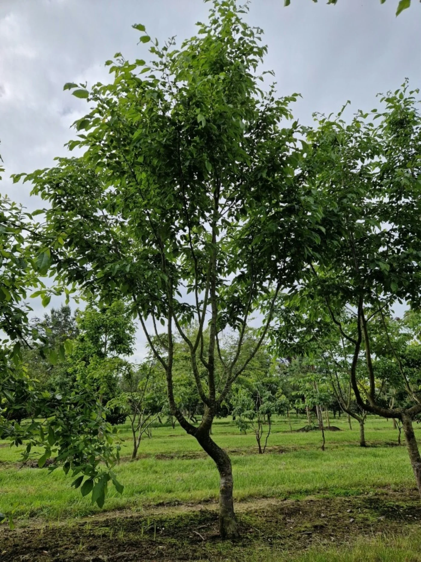 Ostrya carpinifolia Meerstammige Bomen Boomkwekerij Joos Waregem 2