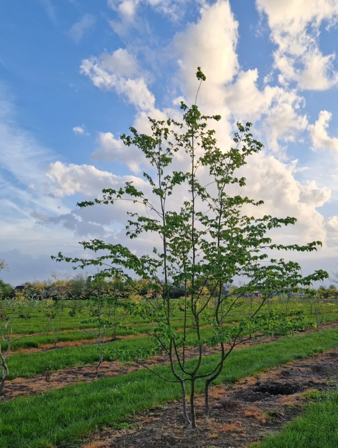 Ostrya carpinifolia Meerstammige Bomen Boomkwekerij Joos Waregem 3