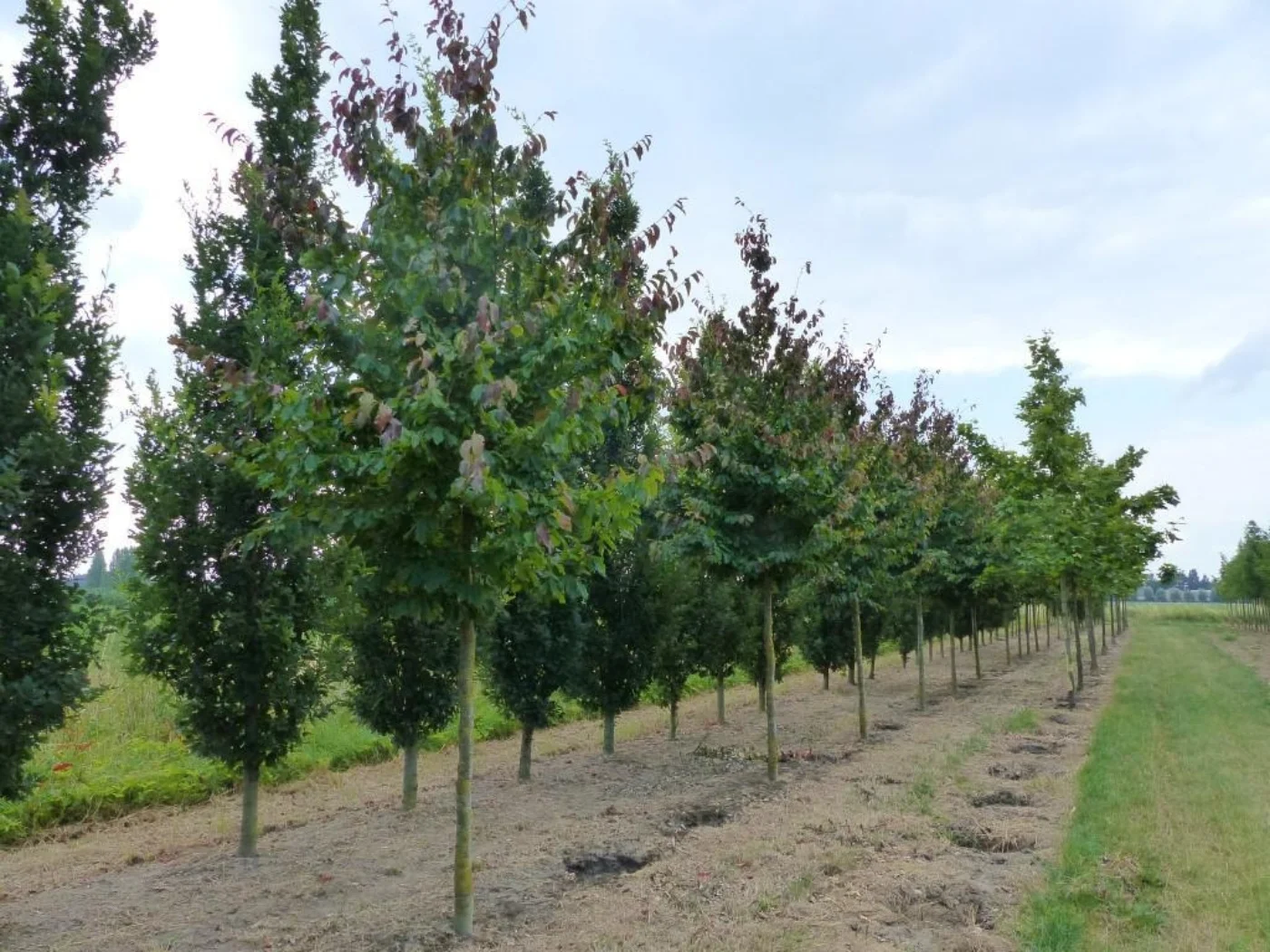 Parrotia persica vanessa Meerstammige Bomen Boomkwekerij Joos Waregem 1