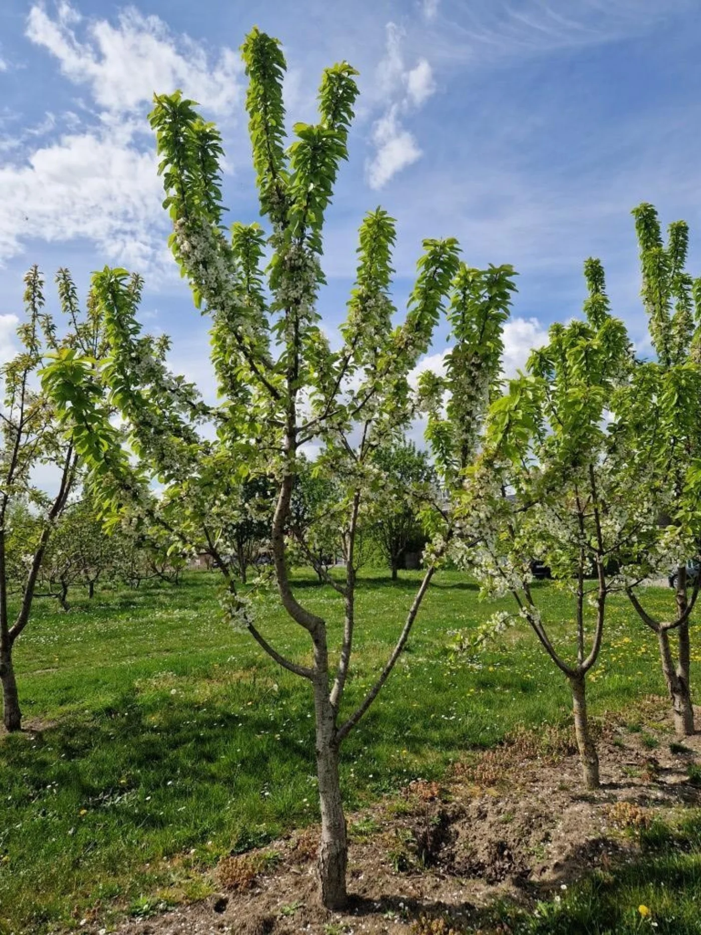 Prunus avium eetkers Meerstammige Bomen Boomkwekerij Joos Waregem 1