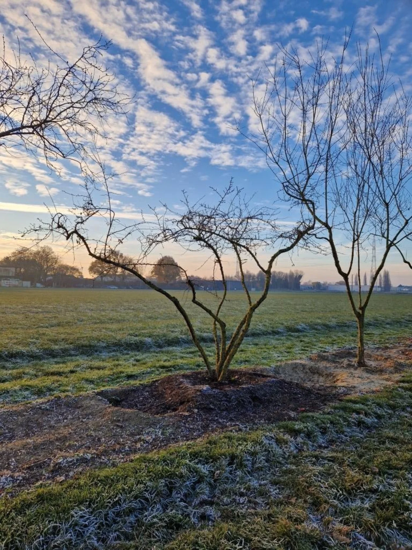 Prunus spinosa Meerstammige Bomen Boomkwekerij Joos Waregem 1
