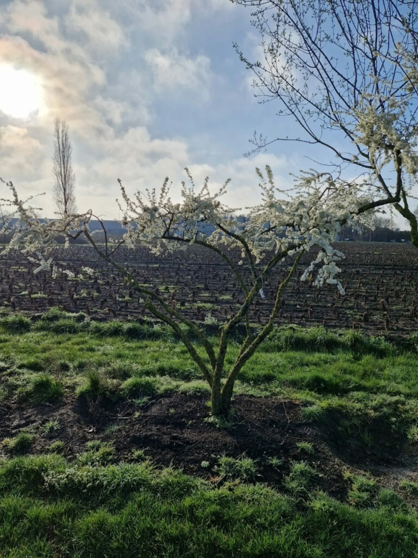 Prunus spinosa Meerstammige Bomen Boomkwekerij Joos Waregem 2